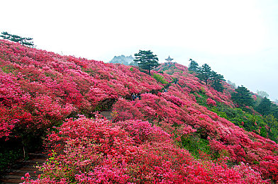 王者夏洛特怎么获得,神秘英雄夏洛特，揭秘获取之道-1