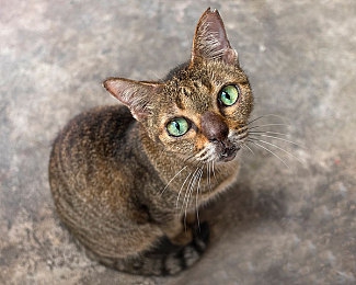 为感恩把身子献给张局,感恩节奇闻：玩家“献身”致敬游戏局长-3